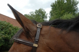 Trainingstrense